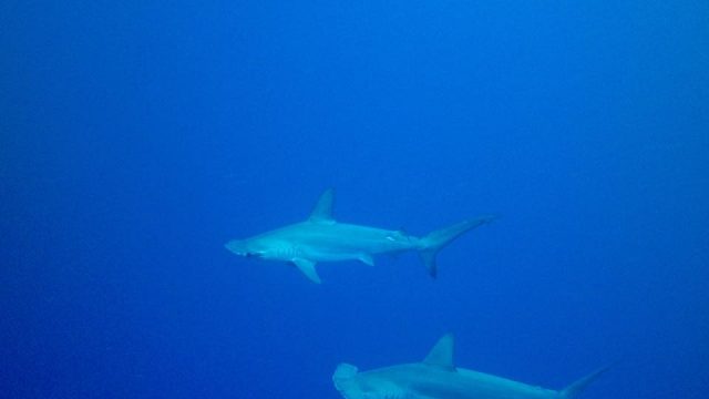 bahamas diving